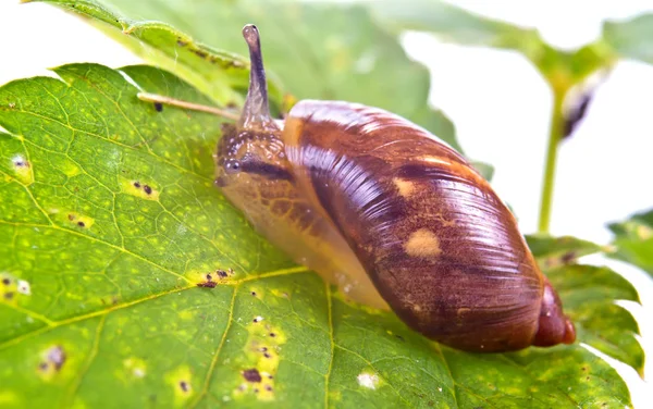 Escargot sur une feuille — Photo