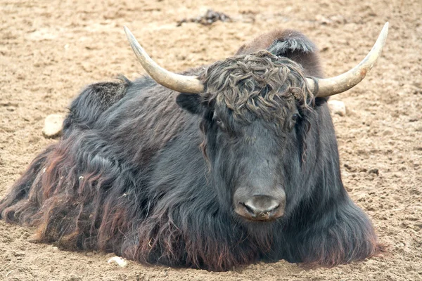 动物牦牛或藏或发出咕噜声牛 — 图库照片