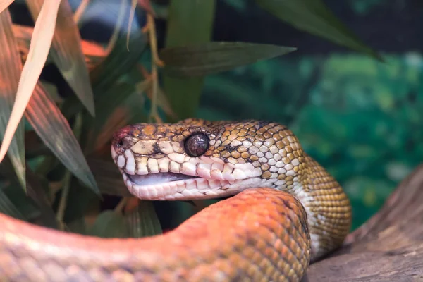 Snake Boa  Roushenberg — Stock fotografie