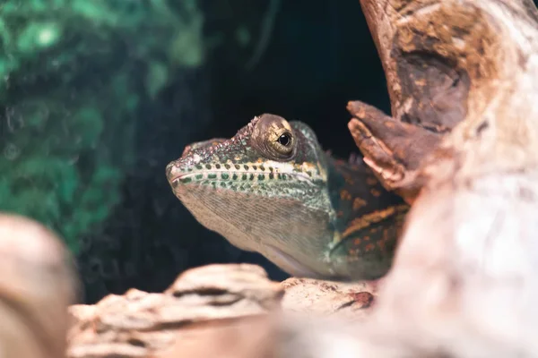 Ada Baracoa Anolis — Stok fotoğraf