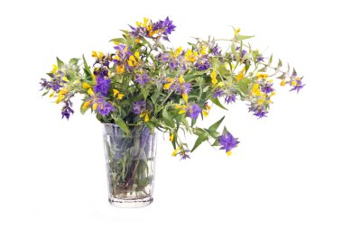 Melampyrum nemorosum veya Ivan-da-Marya. Glasse çiçek