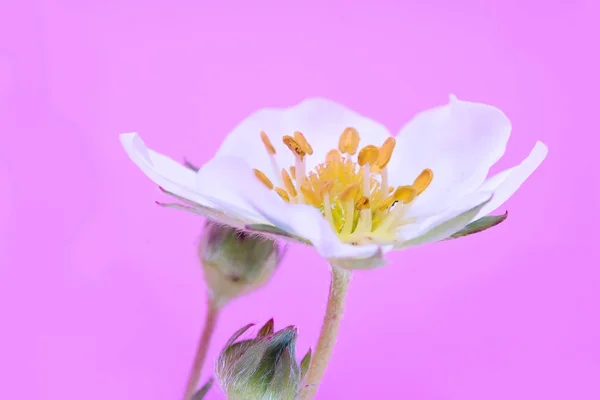 Flor de una planta de fresa —  Fotos de Stock