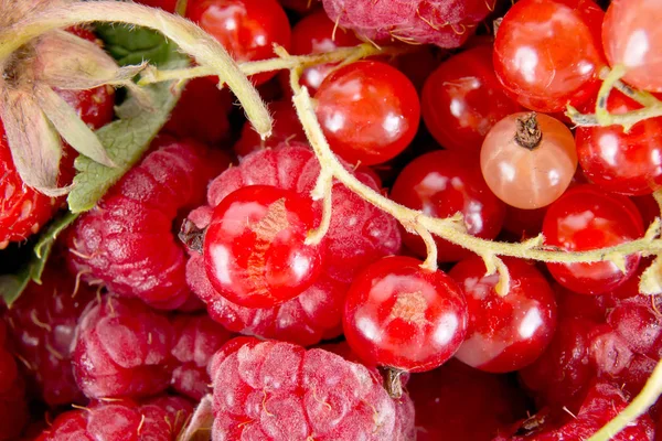 Background of ripe berries — Stock Photo, Image