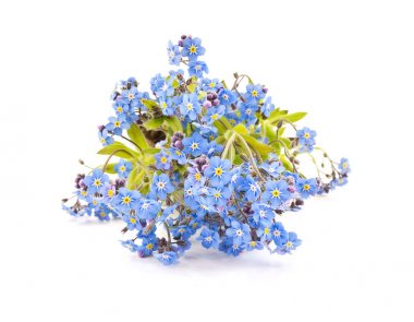 Myosotis çiçek çiğ bir damla ile