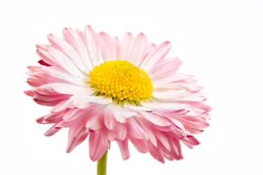 Bellis çiçek çiğ bir damla ile