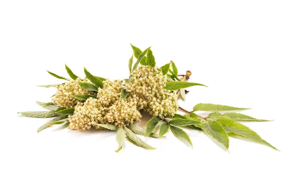 Ανθίζοντας φυτού elderberry — Φωτογραφία Αρχείου