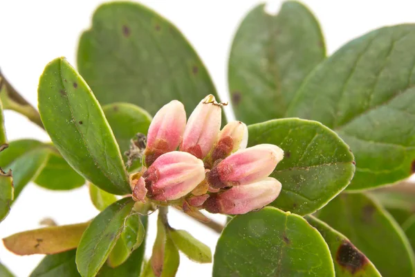 Cowberry flower on white background — Stock Photo, Image