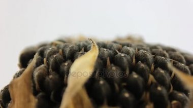 Ayçiçeği. Video. Döndürme 