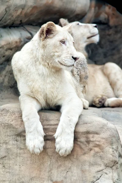 Lioness albino odihnă — Fotografie, imagine de stoc