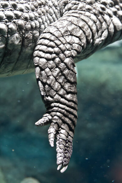 Paw of the crocodile caiman