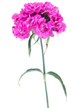 Şeker William Bahçe