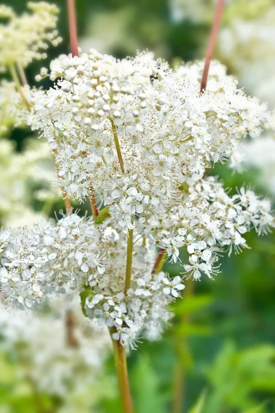 Filipendula op de glade — Stockfoto