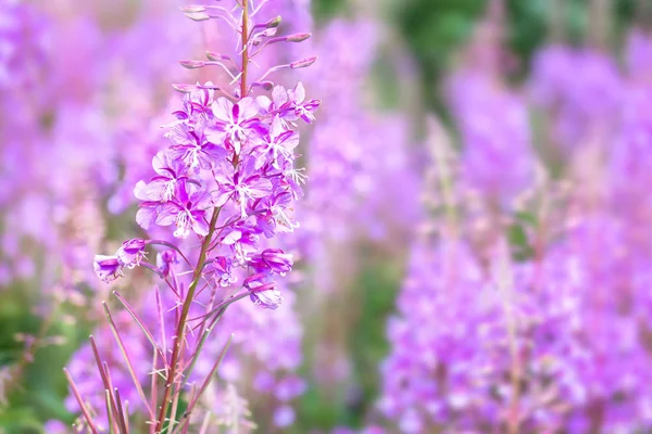 Willowherb on a glade — Stock Photo, Image