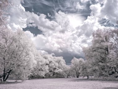 Glade ormanın içinde. Kızılötesi fotoğraf