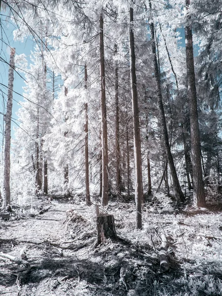 森の中の空き地。赤外線写真 — ストック写真