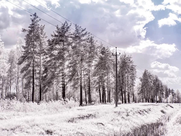 Glade nella foresta. Fotografia a infrarossi — Foto Stock