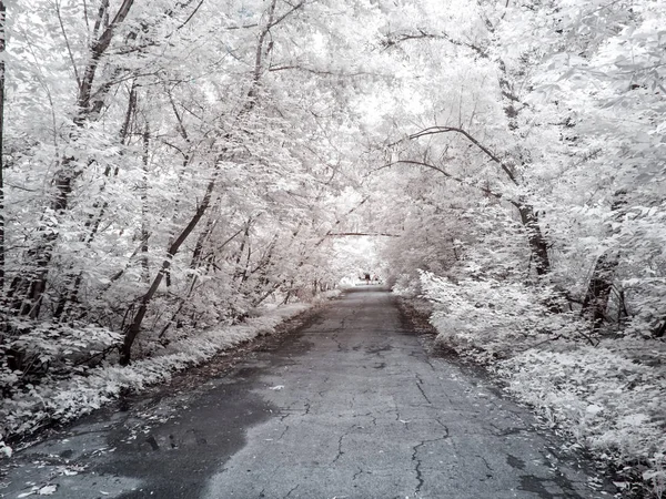 Sokakta parkta. Kızılötesi fotoğraf