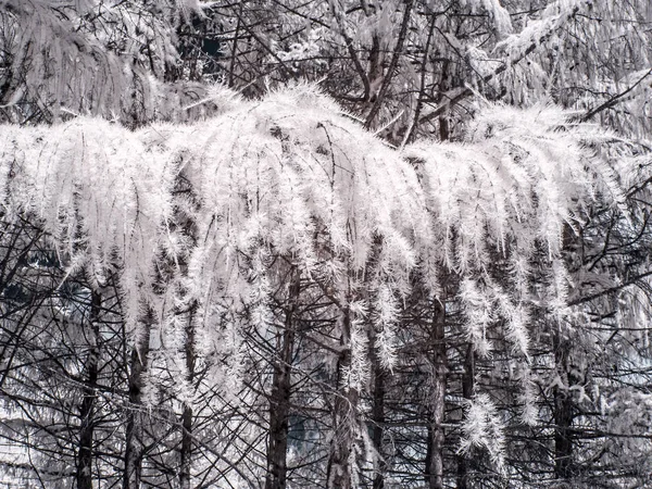 Melez (bitki) ağacıdır. Kızılötesi fotoğraf