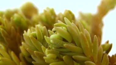 Bahçedeki veya pis ot ya da ateşli çim. 4