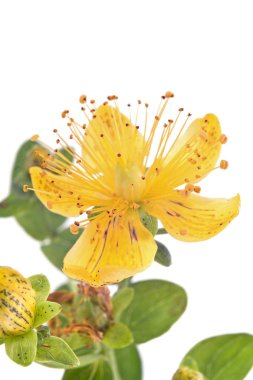 Tıbbi çiçek hypericum