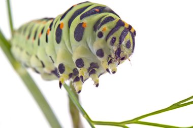 Swallowtail kelebek tırtıl