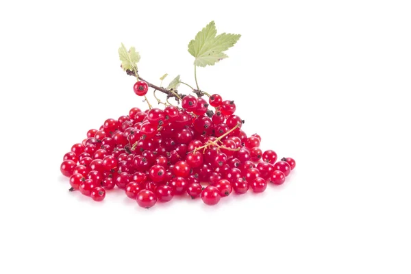 Reife Beeren der Pflanze rote Johannisbeere — Stockfoto