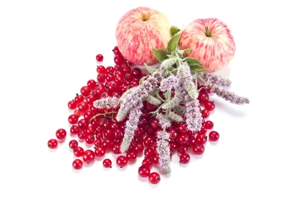 Red currant, mint and  apples — Stock Photo, Image