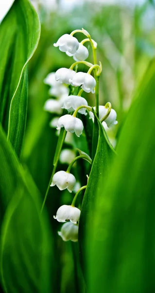 Medicinal flower Lily of the valley — Stock Photo, Image