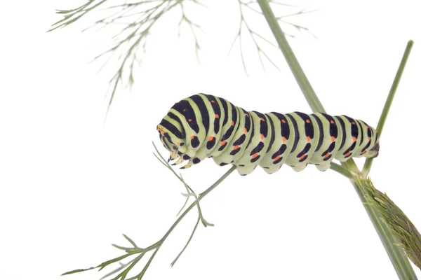 Swallowtail butterfly caterpillar — Stock Photo, Image