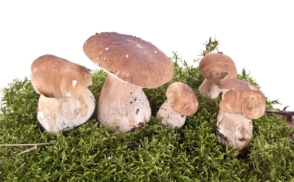 Cep on a hummock — Stock Photo, Image