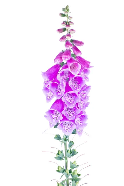 Digitalis van een tuin op wit — Stockfoto