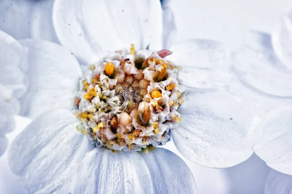 Virág cickafark Achillea, vagy — Stock Fotó