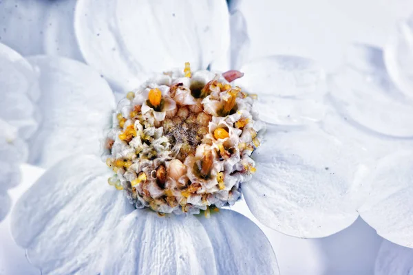 Flor Yarrow o Achillea — Foto de Stock