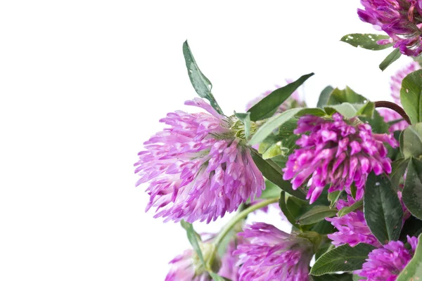 Bouquet of flowers clover — Stock Photo, Image