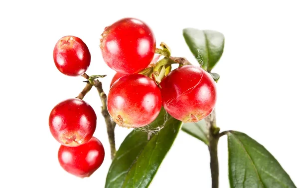 Berries of ripe cowberry — Stock Photo, Image