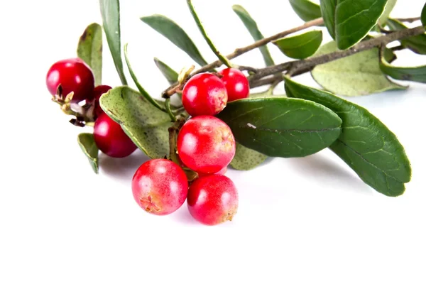 Berries of ripe cowberry — Stock Photo, Image