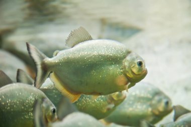 Piranha balık sürüsü