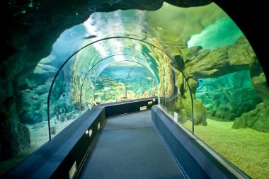 Şehir Oceanarium. Şehir Soçi, Adler Microdistrict. İç