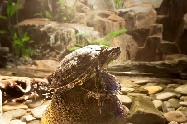 Turtle will heat up in the sun — Stock Photo, Image