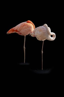 Siyah arkaplanda pembe flamingo