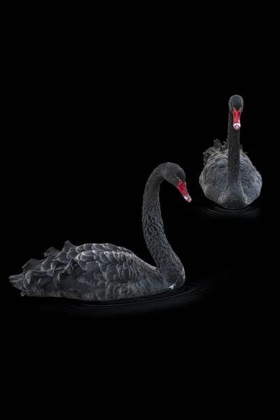 Cisnes negros sobre fondo negro — Foto de Stock