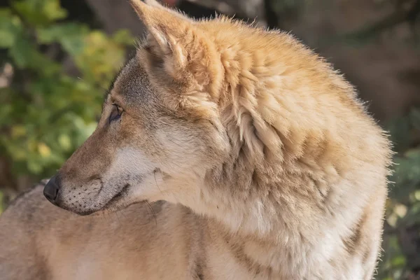 Animal wolf — Stock Photo, Image