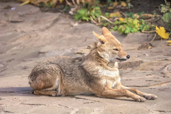 Animal jackal — Stock Photo, Image