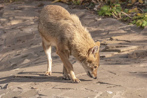 Animal jackal — Stock Photo, Image