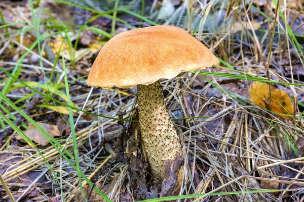 Mushroom Boletus or Redhead — Stock Photo, Image