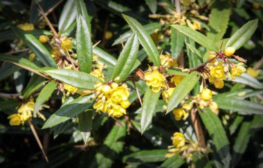 Çiçekli böğürtlen çalısı