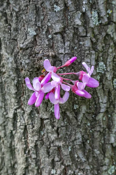 Bagryannik, Cercis canadiano o albero di Giuda — Foto Stock