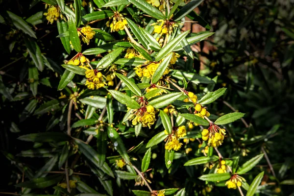開花低木のバーベリー — ストック写真