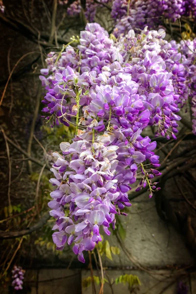 Çiçek açan wisteria — Stok fotoğraf