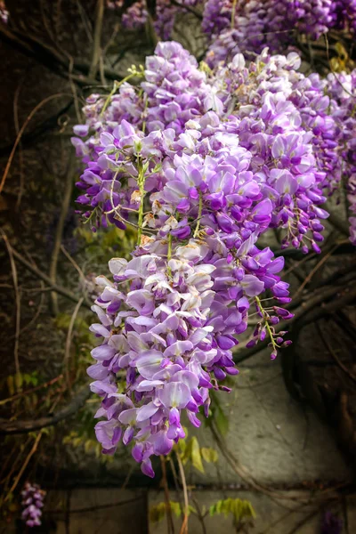 Glicine fiorito — Foto Stock